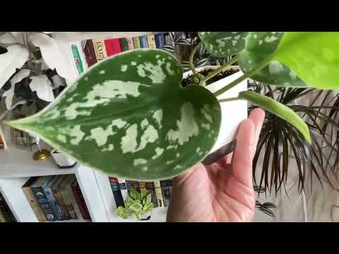 Мои комнатные цветы💚Июнь 2025.  Часть 3🐹