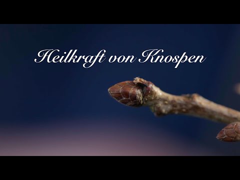 Heilkraft von Knospen - Viriditas Heilpflanzenvideo