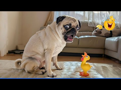 You Will Die Laughing At These Dogs😹🐶  The Funniest Dog Moments Compilation 🐾