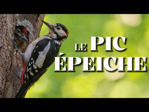 LE PIC ÉPEICHE