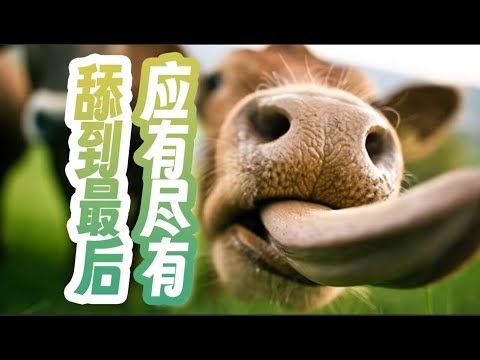 【鬼谷说】舌头演化史：从下岗边路到王牌辅助