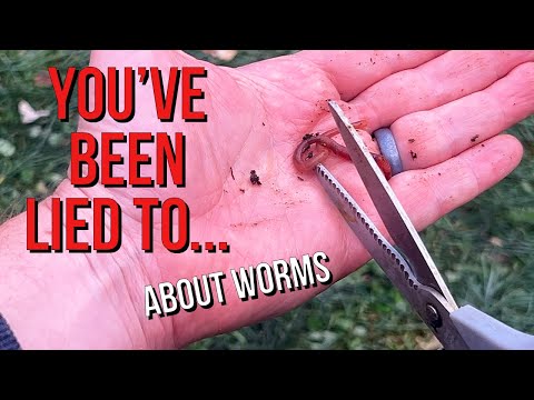 Fact vs. Fiction: Testing Five Worm Myths