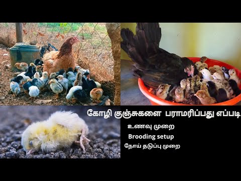 இளம்கோழி குஞ்சுகள் பராமரிப்பு |கோழிக்குஞ்சுகள் இழப்பை தவிர்க்க| Brooding setup
