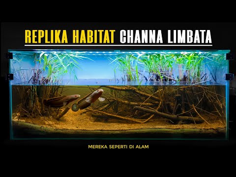 A Biotope for a Pair of Channa Limbata