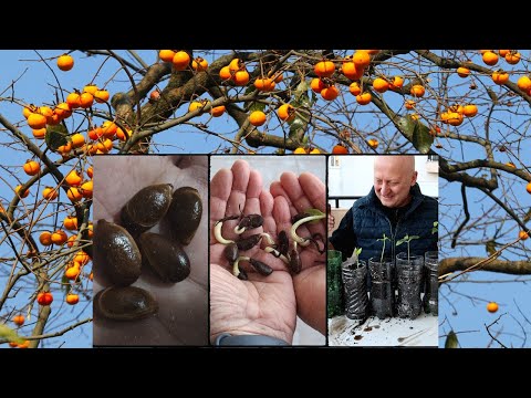 Persimmon propagation from seed