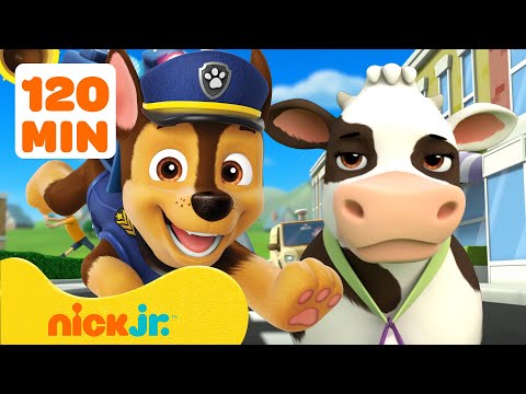 PAW Patrol | PAW Patrol: Tierische Rettungen in der Abenteuerbucht! 🐮🐱 | Nick Jr. Deutschland