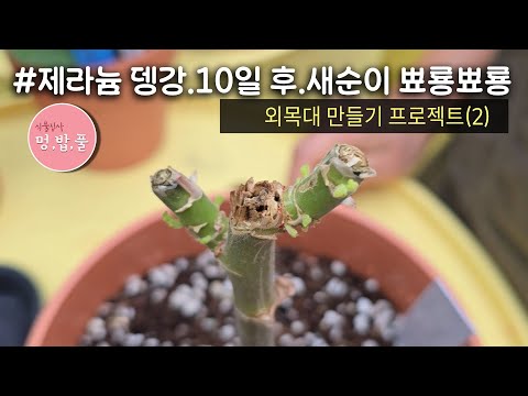 제라늄12월,외목대 뎅강 10일후#외목대프로젝트2#뎅강후관리 #멍밥풀#제라늄강전정후관리