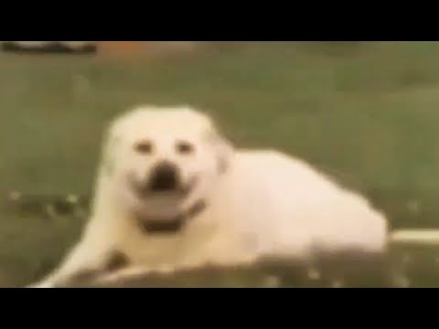 1 HOUR OF MEMES FROM MY FOLDER