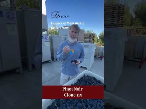 Pinot Noir Clone 115: the "Complete Clone" | Jason Drew #drewwines #clone115 #andersonvalley