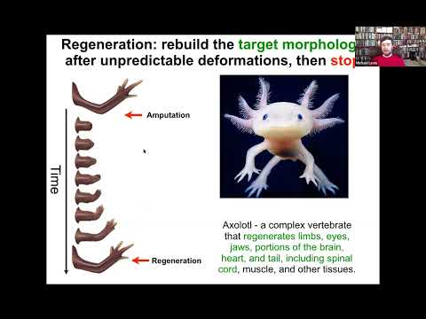 Toward AI-Driven Discovery of Electroceuticals - Dr. Michael Levin