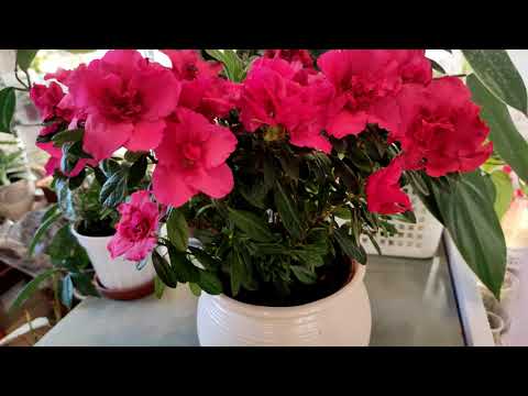 Азалия. Любуюсь цветением. Реанимация и уход за Азалией.