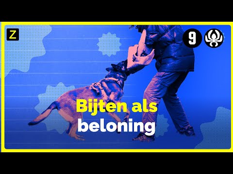 Bijten als beloning | Zembla