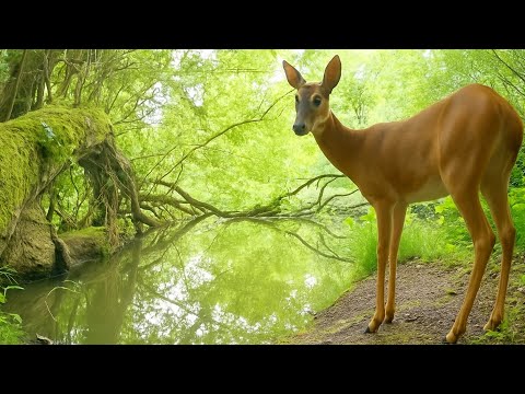I Left a Camera by the River for 7 Days – The Footage is Incredible!