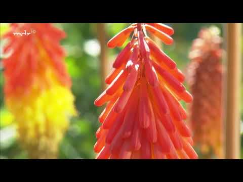 Gartenreise durch Südfrankreich