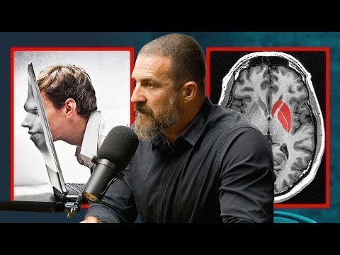 What Actually Happens When Your Brain Forgets Porn - Dr. Andrew Huberman