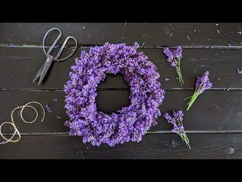 Make Your Own Fresh Lavender Wreath // harvesting and creating with fresh lavender