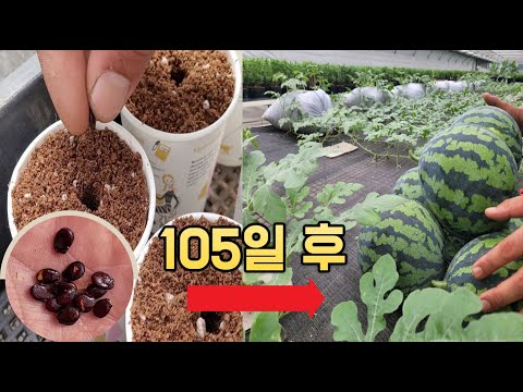 How to grow watermelon from seeds
