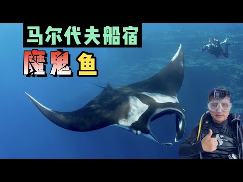《环球探海记》马尔代夫 第5天:今天终于被我看到传闻中的魔鬼鱼,无比震撼!#马尔代夫 #船宿 #魔鬼鱼 #旅拍 #旅行攻略