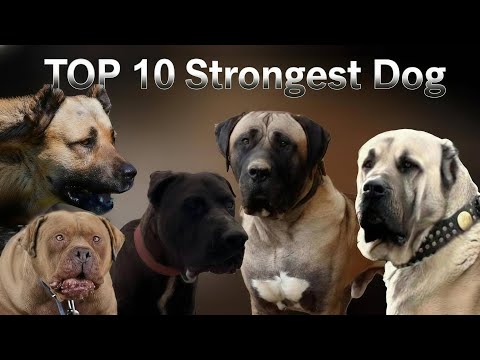 TOP 10 UNBEATABLE DOG BREEDS: The Most Powerful Dogs on Earth! 🌍