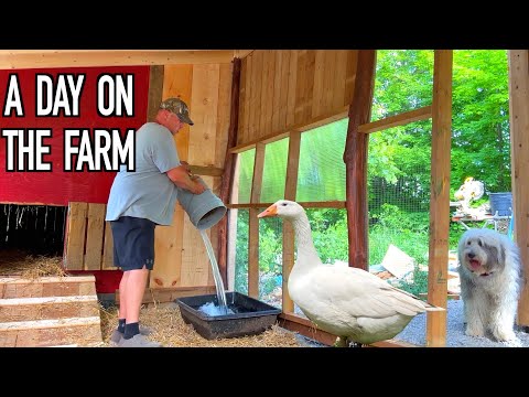 Re-Building our Goose House Bigger, Better and Stronger