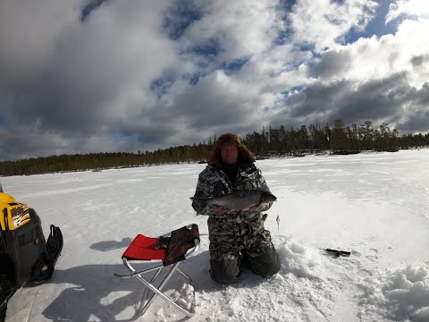 Ловля Сига на Кольском  май 2022 г.  Ловим, солим и едим.