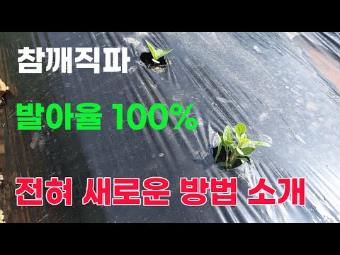 참깨직파 발아율 100% 새로운 방법 개발. 텃밭에 참깨농사 다수확 성공 노하우