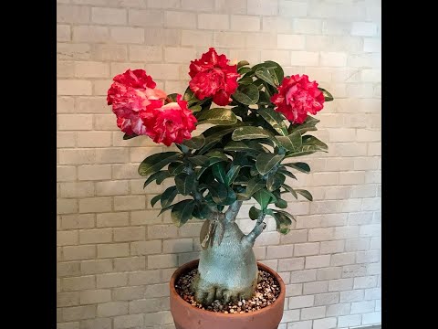 Выращиваем адениумы. Ирина Жукова для #орхидиумстрим