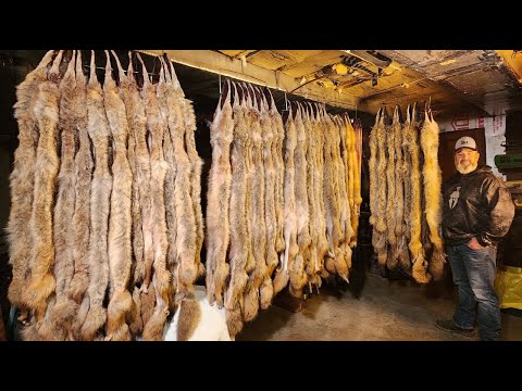 4 SETS GUARANTEED TO CATCH COYOTES! Jinx Top 4 Coyote Trapping Sets 2022-23Trapping Season