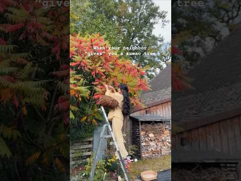 Guess itβs time to make some sumac tea π΅ #countrysidelife