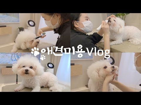 50만원 아껴요!!💵학원에서 배운 그대로 알려주는 강아지 위생미용, 초보자도 가능?! 셀프애견미용🐶🐾