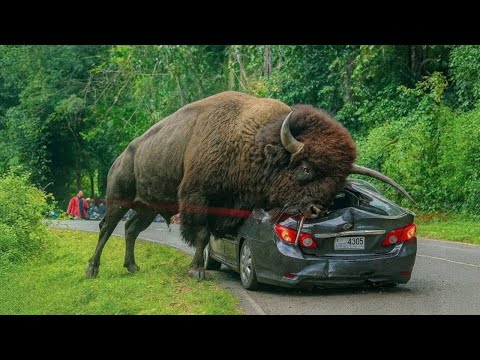 Interesting Animal Moments Caught On Camera !