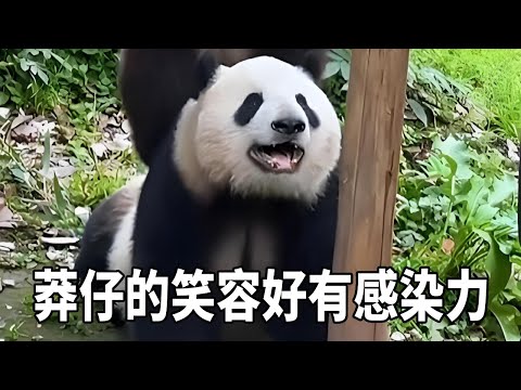 It's true that giant pandas will smile! Mangzai always smiles  his smile is so infectious  he looks