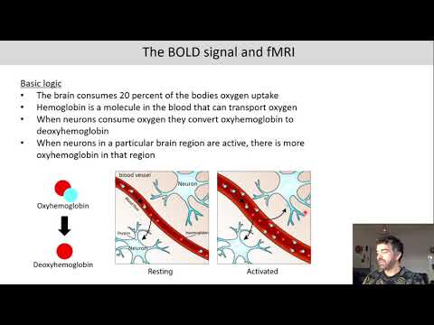 Introduction to Cognitive Neuroscience: Session 3.2 (BOLD signal and fMRI)
