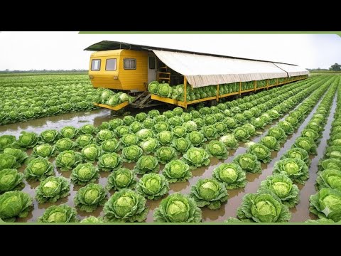 Incredible 2025 Harvest Race – Farmers Reap Million Tons Using Modern Agriculture Machines