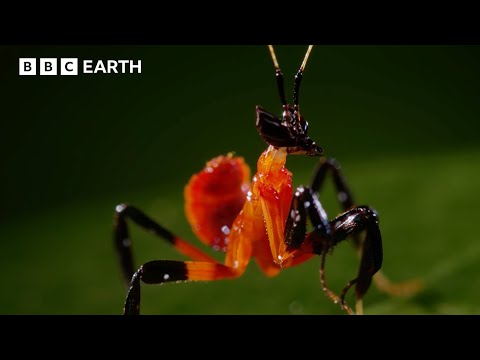 1 Hour of Incredible Animals Narrated by David Attenborough | BBC Earth