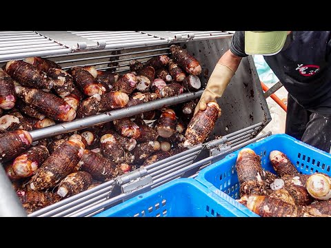 Traditional Taro Cake, Hong Kong Style Radish Cake / 芋粿巧, 港式蘿蔔糕, 芋頭糕製作 - Taiwanese Food