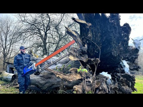 What is hidden in a 300-year-old tree?