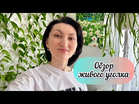 Simple idea of ​​vertical gardening, without much expense! Review of plants in the living room, w...