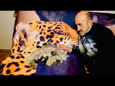 ВСЕ ПОЛУЧИЛОСЬ! Влад держит кошку Мону -Лизу, а носушата в первый раз ЖАДНО ПЬЮТ мамкино молочко)))