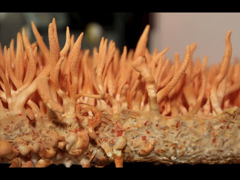 Commercial Cordyceps Militaris Mushroom Production