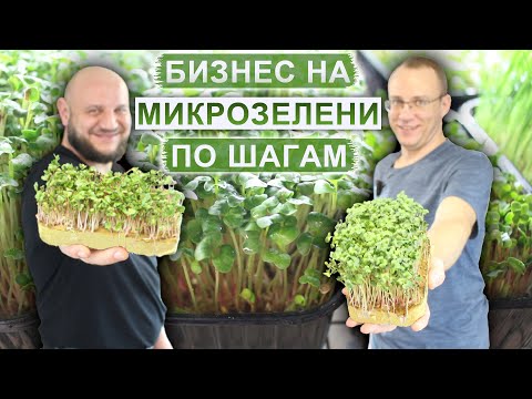 Микрозелень как бизнес по шагам. Стоит ли выращивать микрозелень дома? Отзыв о курсе от Зеленый Шеф.