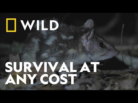 Survival in Australia’s Wild Woodlands | Australia's Wild Woodlands | National Geographic WILD UK