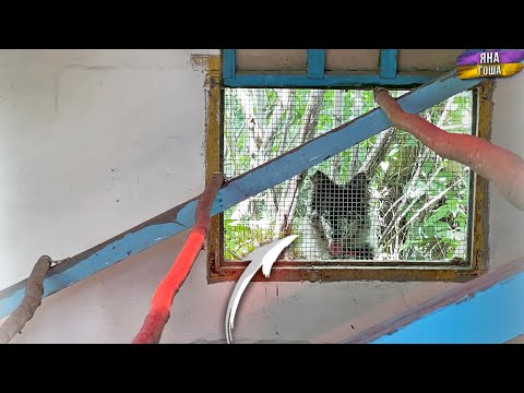 The wolf got into the henhouse? Let's start moving the chickens. We drank the mulberry tree near ...