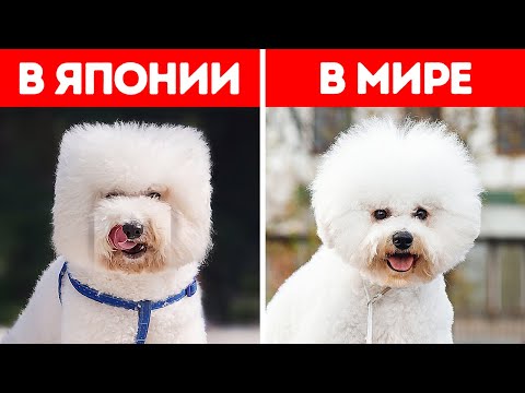 20+ вещей, которые в Японии делают абсолютно иначе