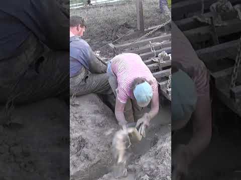 200 kg (440 lb) Ant Nest Casting (Meat Ant - Iridomyrmex purpureus) - 2015/10/19 #shorts