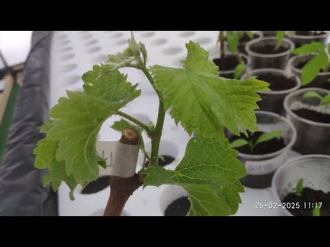 Укоренение винограда, не допускайте ошибок