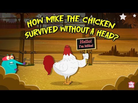 Miracles are Real | Story of Mike the Headless Chicken 🐔 | Fruita, Colorado | The Dr. Binocs Show