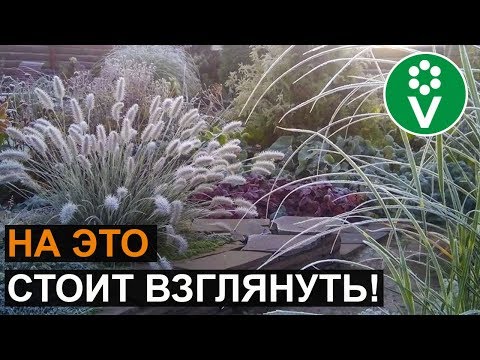 Ornamental Cereals: Gross Mistakes in Growing, Best Species and Varieties