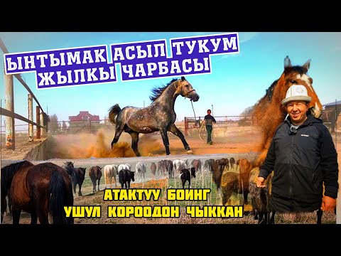 "Ынтымак" асыл тукум жылкы чарбасы 👆 Бээ Айгырлар сатылат+996555011033