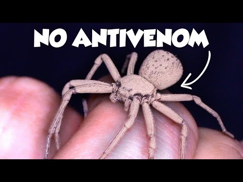 The Worst Spider Bites on Earth Ranked